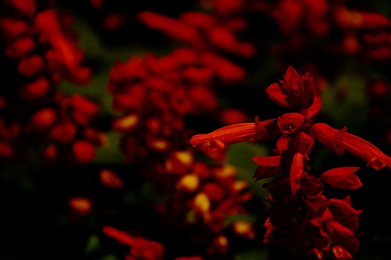 夜の華