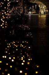 winter firefly