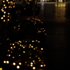 winter firefly