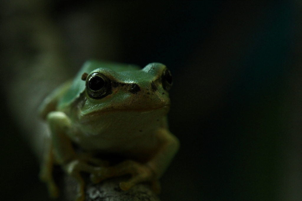 mighty frog2
