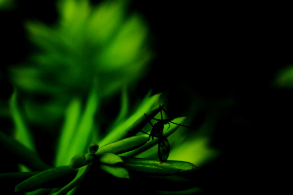 Grassy