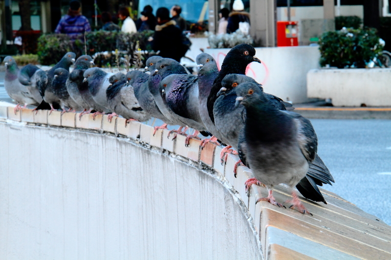 DOVES