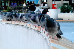DOVES