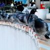 DOVES