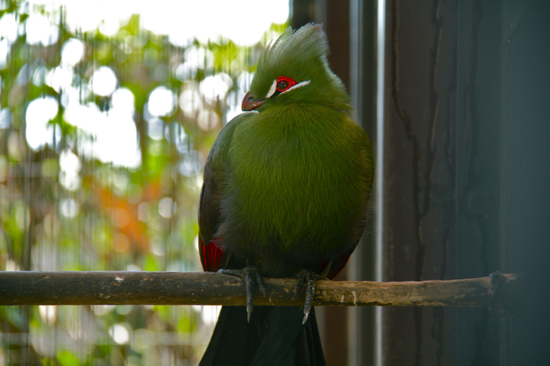 Tauraco corythaix