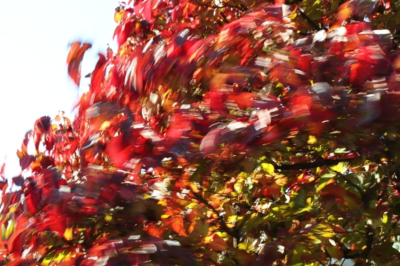 erath wind & fire