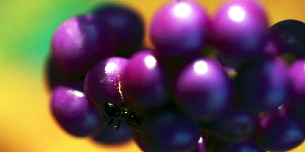 purple ant