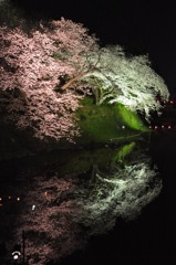 夜桜