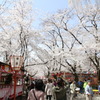 満開　淡い華ﾉ雲