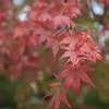 紅葉-MOMIJI-