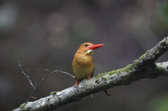 アカショウビン
