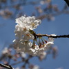 桜2
