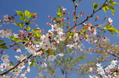 桜