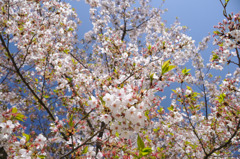 桜