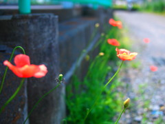 春のおとずれ