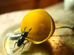 夏の訪問者
