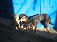 犬