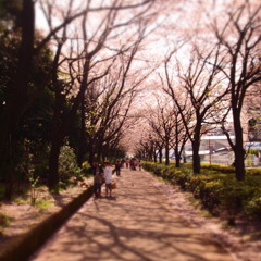 夢見桜