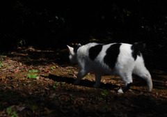 猫さんコチラ陽のある方へ