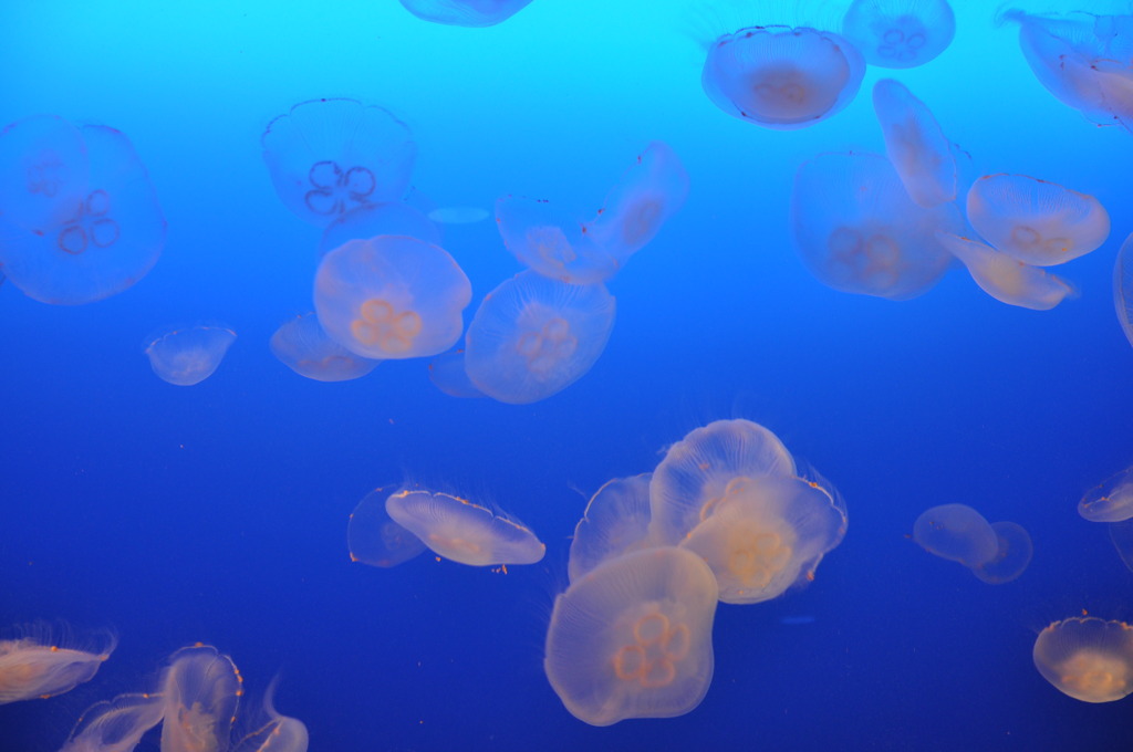 クラゲ