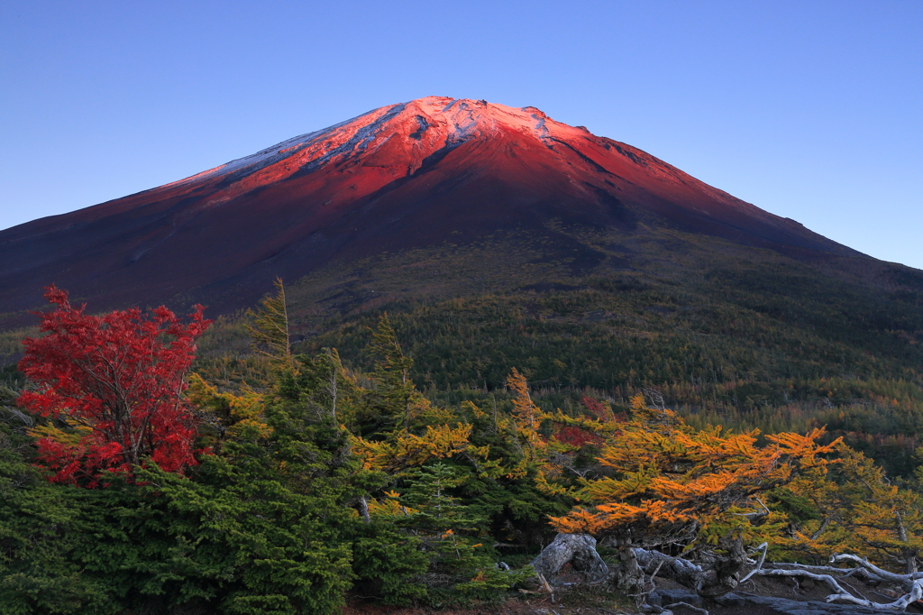 初冠雪の紅富士