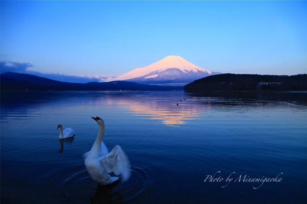 山中湖の白鳥