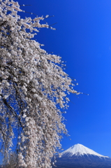 降り注ぐ枝垂桜