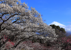 主役は白梅