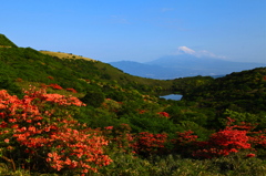 玄岳峠の山ツツジ満開