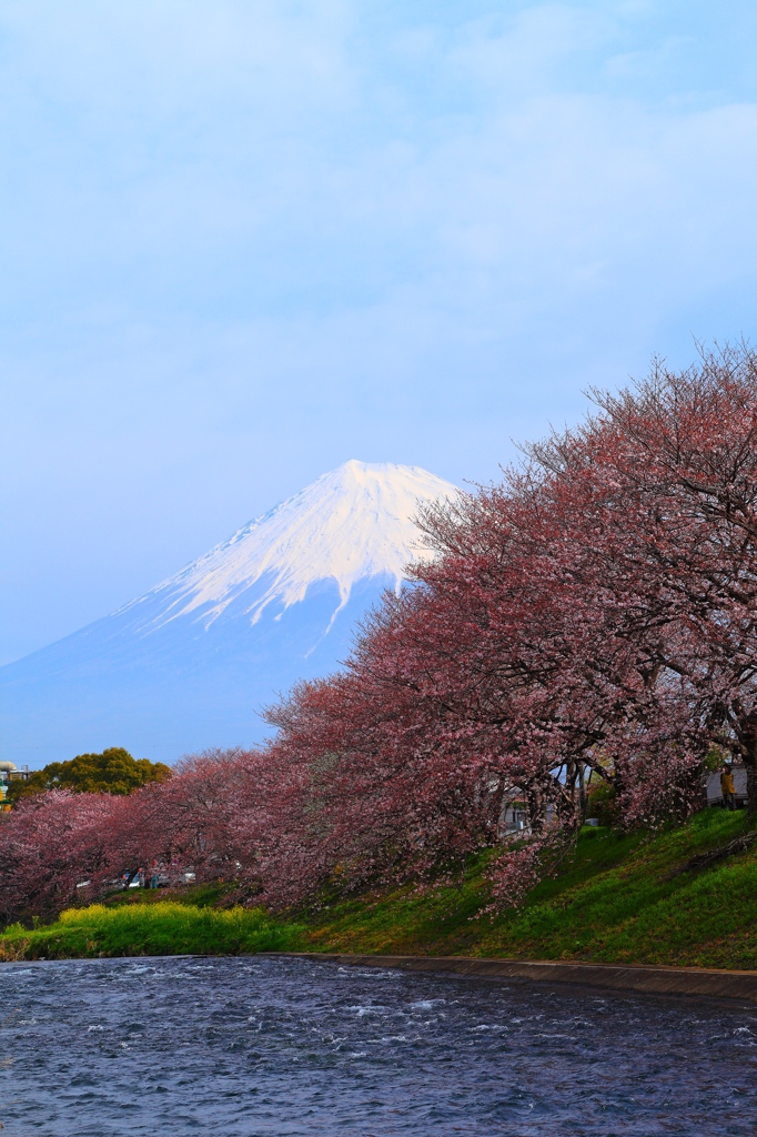 桜咲く