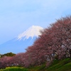 桜咲く