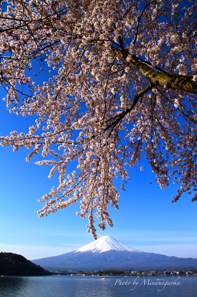 富士桜