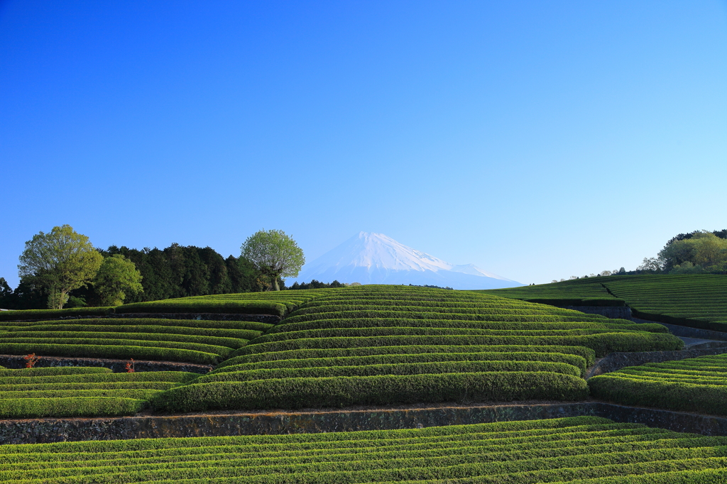 新茶が芽吹く頃