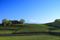 新茶が芽吹く頃