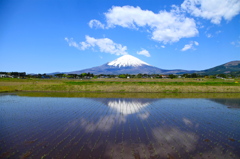 田植え