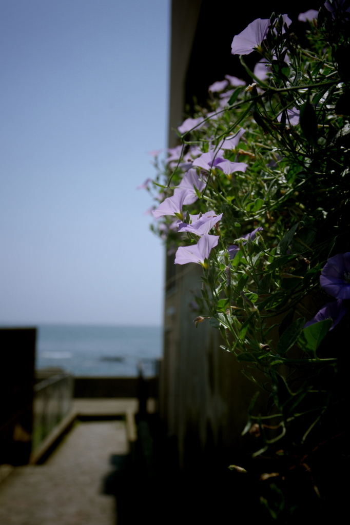 海辺へ続く細道