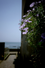海辺へ続く細道
