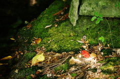 私の「視点」
