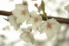さくら　２０１２