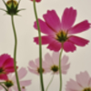 秋桜