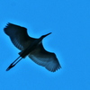怪鳥