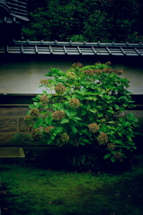 The hydrangea