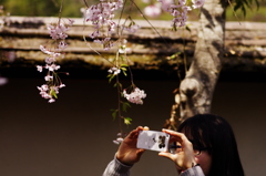 late cherry-blossoms