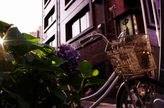 自転車と紫陽花