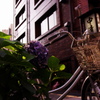 自転車と紫陽花