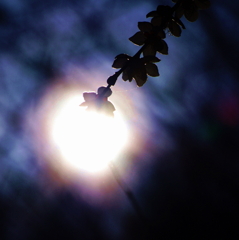 太陽の雫