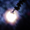 太陽の雫