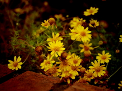 ＭＹ　ＣＯＬＯＲ