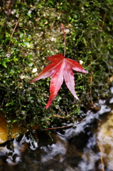 水際の旅人