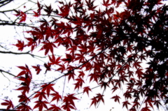 曇り空見上げれば・・・３
